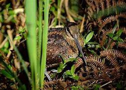 Image result for Scolopax bukidnonensis