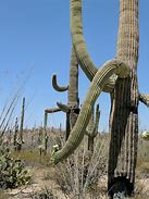 Image result for Saguaro Cactus Forest