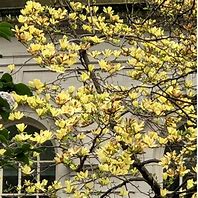 Image result for Magnolia Yellow Lantern