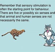 Image result for Animal Senses