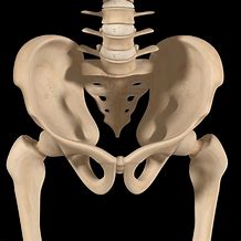 Image result for Anatomy of Lumbosacral