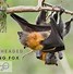 Image result for Flying Mammals