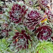 Image result for Sempervivum Summer Frost