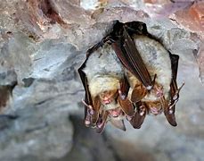 Image result for Bats in South Carolina