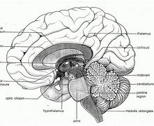 Image result for Brain Diagram No Labels