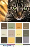 Image result for Orange Tabby Cat Color Palette