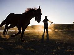 Image result for Wild Horse Trainer