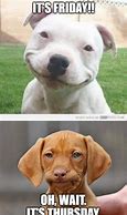 Image result for Funny Friday Memes Cute Puppies