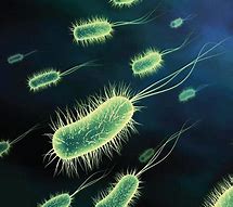 Image result for colibacilo