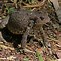 Image result for bufo