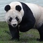 Image result for Edinburgh Pandas