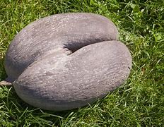 Image result for World's Biggest Seed