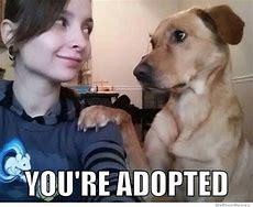 Image result for Dog Adoption Meme