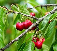 Image result for Well-Mannered Cherry Tree