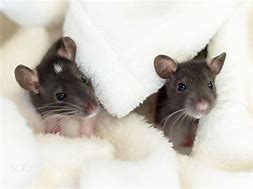 Image result for Too Cute Rats