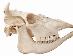 Image result for Deer Jaw Bone Shaman