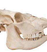 Image result for Animal Skulls Teeth