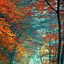 Image result for Fall Wallpaper for Amazon Fire Tablet