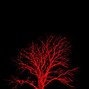 Image result for Black and Red Forest Background