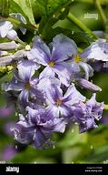 Image result for Non-Climbing Clematis