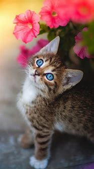 Image result for iPhone Cat Art Wallpapers