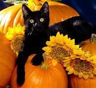 Image result for Kitty Autumn