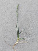 Image result for Different Grass Types