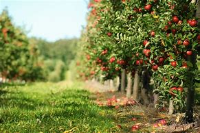 Image result for Apple Farming