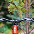 Image result for Double Brake Lever
