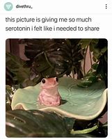 Image result for Cute Frog Meme