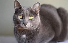 Image result for Cat Gray Front View