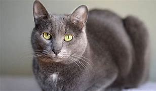 Image result for A Gray Cat