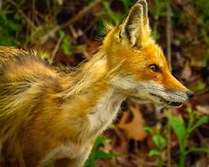 Image result for Male Fox Young Moulting