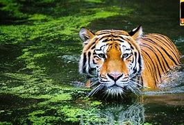 Image result for Pictures of Multiple Animals 8K
