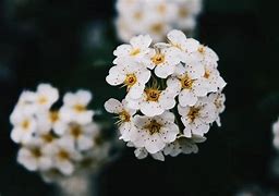 Image result for iOS White Flower Wallpaper