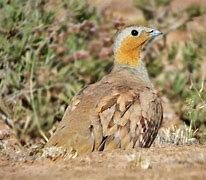Image result for Pterocles senegallus