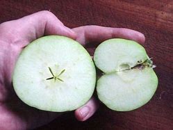 Image result for Seedless Apple Variety