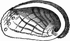 clipart images abalone clipart etc clipart images abalone clipart etc