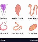 Image result for transgender caption intestinal parasite