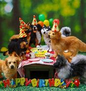 Image result for Funny Animal Happy Birthday Party