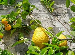 Image result for Lemon Lime Citron