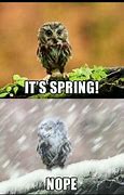 Image result for Funny Spring Animal Memes