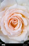 Image result for Rosa Isnt She Pretty