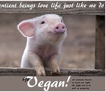 Image result for Go Vegan Animals