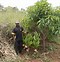 Image result for Japonica Tree in Kenya