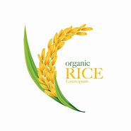 Image result for Green Rice Grain Vector