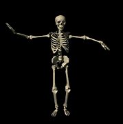 Image result for Humanoid Robot Skeleton