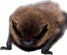 Image result for Black Mastiff Bat