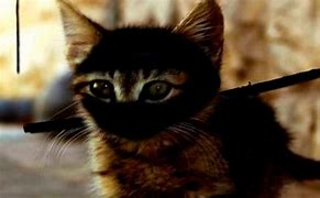 Image result for Funny Ninja Cats