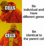 Image result for Cell Division Meme